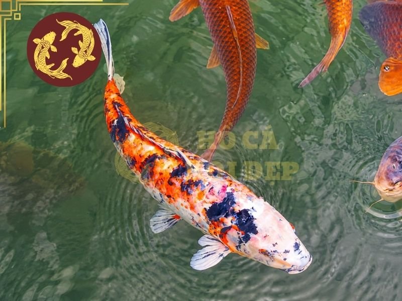 Cá Koi Bị Sán Da: Nguyên Nhân, Dấu Hiệu Và Cách Điều Trị Hiệu Quả 1 Cá koi bị sán da là tình trạng cá bị các loại ký sinh trùng bám và phát triển trên da, lớp nhớt hoặc mang.