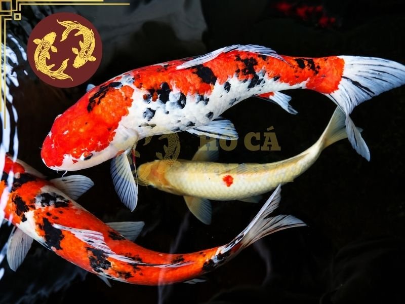 Cá Koi Bị Sán Da: Nguyên Nhân, Dấu Hiệu Và Cách Điều Trị Hiệu Quả 3 Stress kéo dài tạo điều kiện thuận lợi để sán lá đơn chủ và nhiều loại ký sinh trùng khác phát triển.