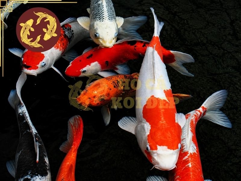 Cá Koi Bị Sán Da: Nguyên Nhân, Dấu Hiệu Và Cách Điều Trị Hiệu Quả 5 Cá đang bị bệnh có thể đứng yên nhiều hơn, phản ứng chậm hoặc tách khỏi đàn.