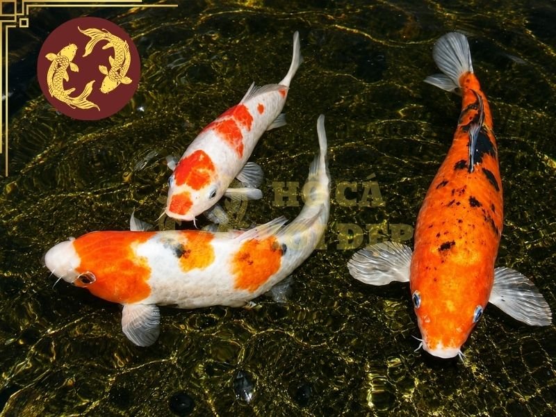 Cá Koi Bị Sán Da: Nguyên Nhân, Dấu Hiệu Và Cách Điều Trị Hiệu Quả 4 Khi cá koi bị sán da, cá có thể có những chuyển động bất thường như bơi giật, tăng tốc đột ngột hoặc liên tục thay đổi hướng bơi.