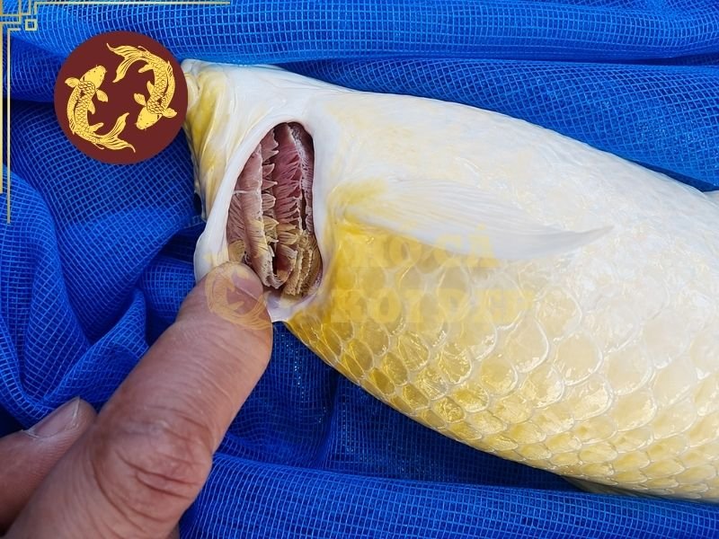 Nguyên Nhân Cá Koi Bị Sán Mang Và Cách Phòng Bệnh Hiệu Quả 1 Cá koi bị sán mang là tình trạng cá bị ký sinh trùng bám trên mang và gây ảnh hưởng đến hoạt động bình thường của cơ quan này