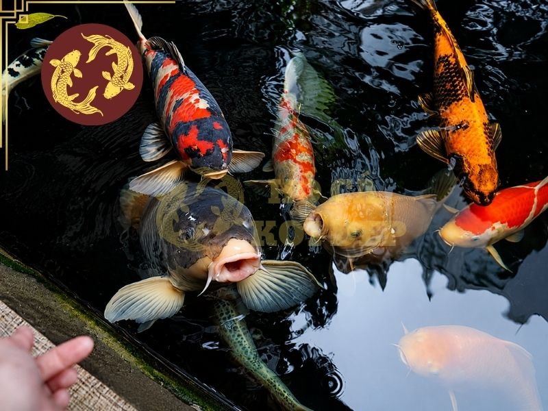 Nguyên Nhân Cá Koi Bị Sán Mang Và Cách Phòng Bệnh Hiệu Quả 2 Cá mới mua có thể mang ký sinh trùng nhưng chưa biểu hiện triệu chứng rõ ràng.