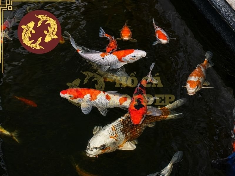 Nguyên Nhân Cá Koi Bị Sán Mang Và Cách Phòng Bệnh Hiệu Quả 3 Đảm bảo đủ oxy không chỉ giúp hạn chế tình trạng koi thở gấp mà còn hỗ trợ cá duy trì sức khỏe tốt hơn.