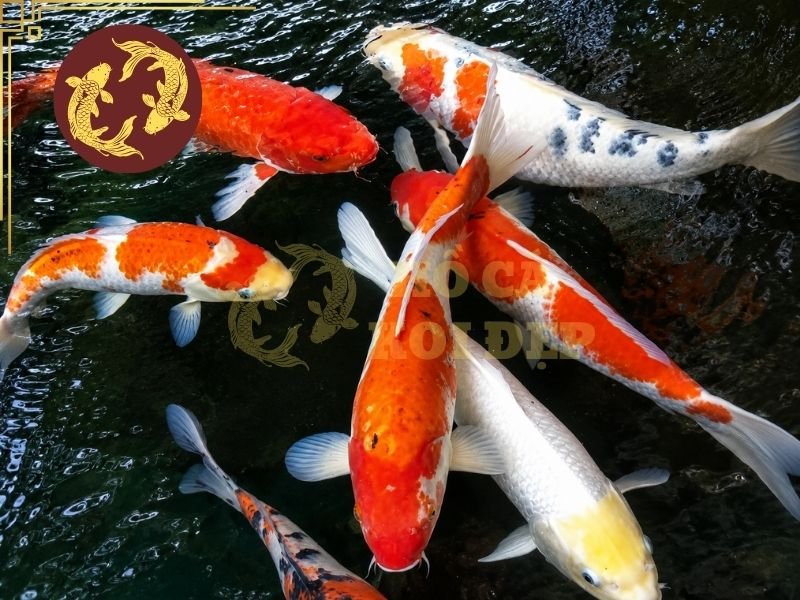 Nguyên Nhân Cá Koi Bị Sán Mang Và Cách Phòng Bệnh Hiệu Quả 6 Khi số lượng cá quá nhiều, lượng chất thải tăng lên nhanh chóng, nhu cầu oxy cũng cao hơn và hệ thống lọc dễ bị quá tải.