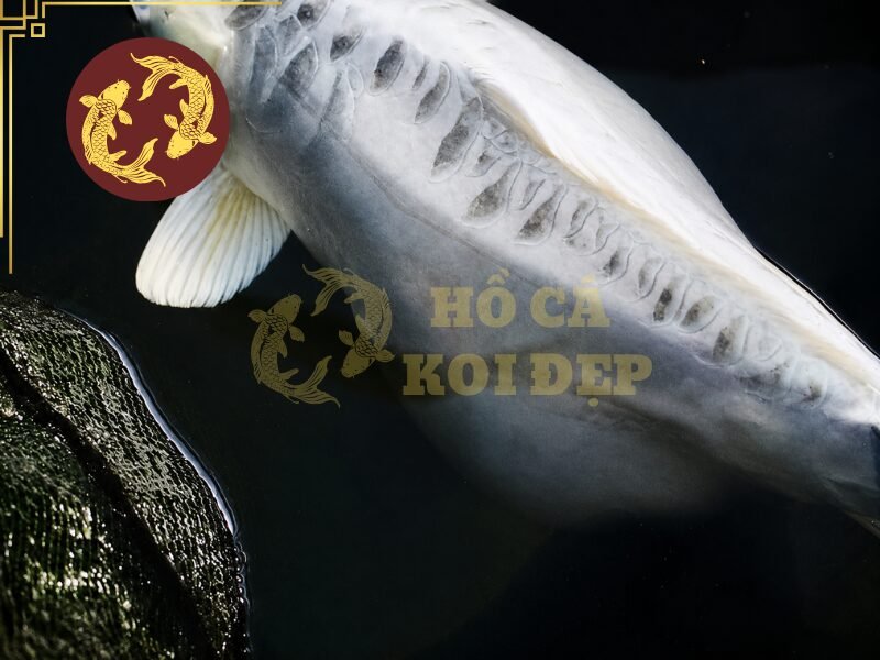 Cá Koi Bị Sình Bụng Phải Làm Sao? Cách Nhận Biết Và Xử Lý 2 Bụng có thể phình đều hai bên hoặc tập trung ở một khu vực nhất định.