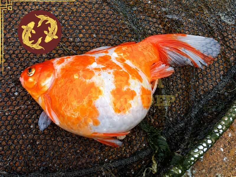 Cá Koi Bị Sình Bụng Phải Làm Sao? Cách Nhận Biết Và Xử Lý 3 Khi thức ăn không được tiêu hóa và đào thải thuận lợi, bụng cá có thể trở nên căng hơn.
