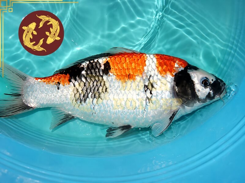 Cá Koi Bị Sình Bụng Phải Làm Sao? Cách Nhận Biết Và Xử Lý 5 Quan sát khả năng tiêu thụ thức ăn cũng là cách đơn giản để kiểm soát chế độ ăn.