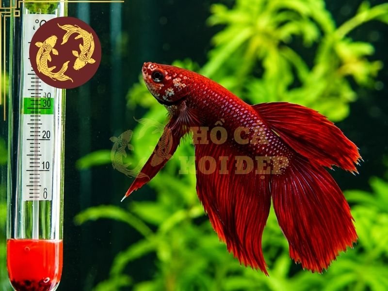 Cá Koi Bị Sốc Nhiệt: Cách Nhận Biết Và Xử Lý Kịp Thời 1 Tình trạng koi sốc nước thường xuất hiện trong những trường hợp thay nước quá nhanh