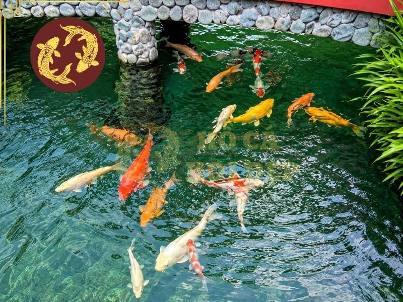 Cá Koi Bị Sốc Nhiệt: Cách Nhận Biết Và Xử Lý Kịp Thời 4 Nếu nhiệt độ nước đang cao hoặc cá có dấu hiệu thở gấp, cần đảm bảo hệ thống sục oxy hoạt động ổn định.