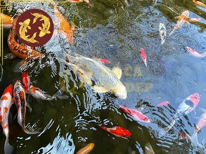 Cá Koi Bị Sốc Nhiệt: Cách Nhận Biết Và Xử Lý Kịp Thời 6 Một số lưu ý khi xử lý cá koi bị sốc nhiệt