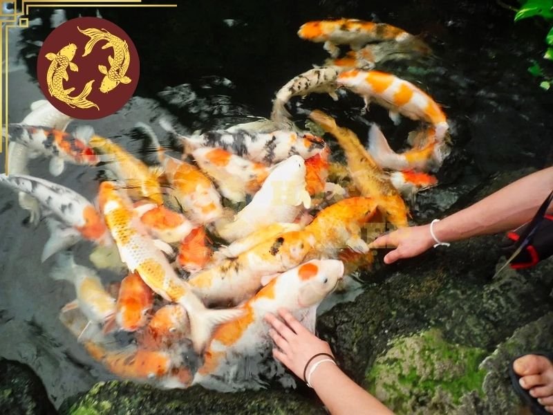 Cá Koi Bị Sốc Nhiệt: Cách Nhận Biết Và Xử Lý Kịp Thời 3 Nếu hệ thống sục khí không đáp ứng đủ, cá Koi bị sốc nhiệt có thể xuất hiện tình trạng nổi đầu, há miệng hoặc thở nhanh.