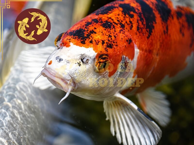 Cá Koi Bị U Cục Phải Làm Sao? Hướng Dẫn Kiểm Tra Và Xử Lý 2 Nếu bề mặt hồ có vị trí sắc nhọn, cá rất dễ bị trầy xước khi di chuyển.