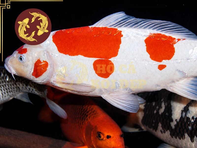 Cá Koi Bị U Cục Phải Làm Sao? Hướng Dẫn Kiểm Tra Và Xử Lý 3 Ammonia, Nitrite tăng cao hoặc pH biến động có thể khiến cá bị stress và suy giảm khả năng chống chịu.
