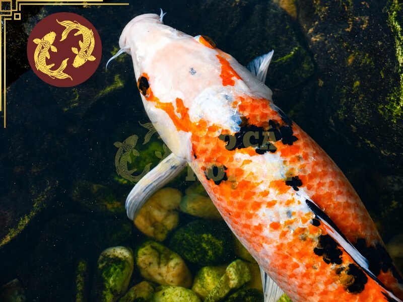 Cá Koi Bị U Cục Phải Làm Sao? Hướng Dẫn Kiểm Tra Và Xử Lý 4 Những biểu hiện như bơi bất thường, thở nhanh, cọ mình liên tục hoặc tách đàn đều là thông tin cần ghi nhận.