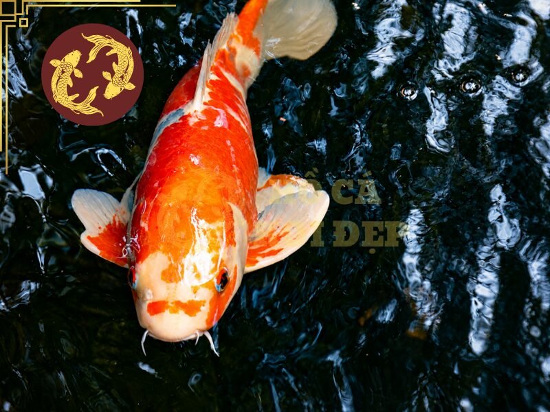 Cá Koi Bị U Cục Phải Làm Sao? Hướng Dẫn Kiểm Tra Và Xử Lý 5 Bể cách ly cần đảm bảo nước sạch, đủ oxy và nhiệt độ ổn định.