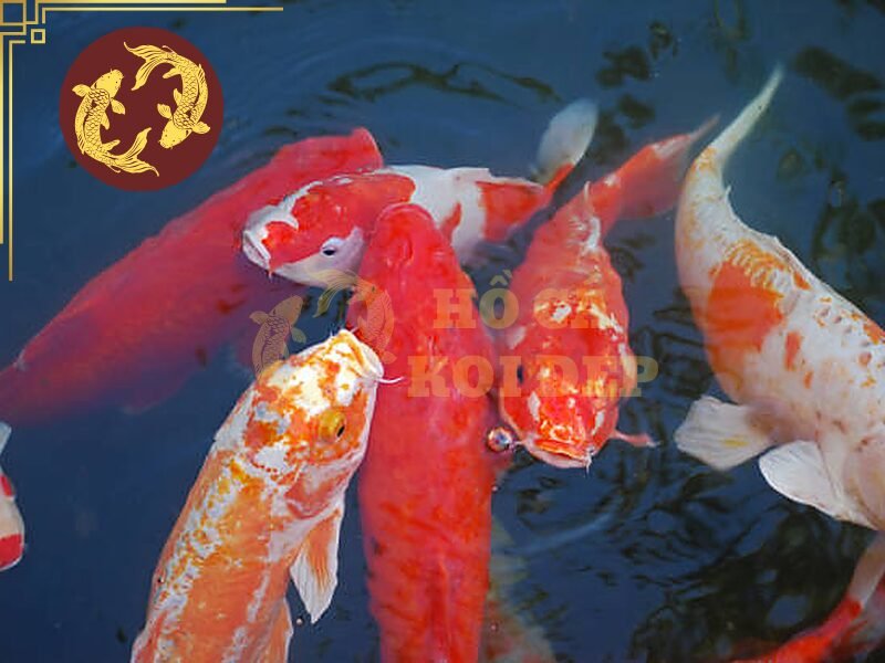 Cá Koi Bị U Cục Phải Làm Sao? Hướng Dẫn Kiểm Tra Và Xử Lý 7 Kiểm tra toàn bộ hồ định kỳ và loại bỏ những yếu tố có khả năng gây thương tích.