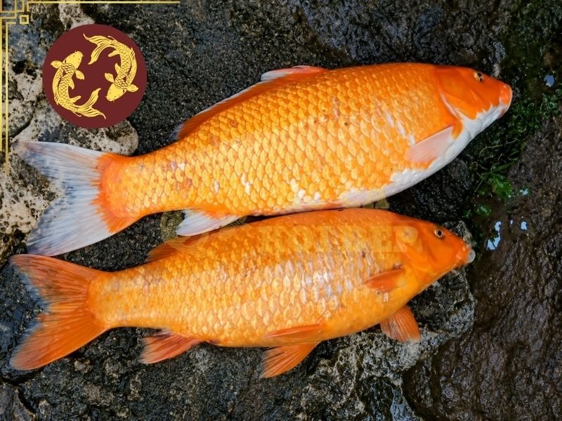 Cá Koi Bơi Nghiêng Phải Làm Sao? Nguyên Nhân Và Cách Khắc Phục 1 Mức độ nguy hiểm của cá koi bơi nghiêng phụ thuộc vào nguyên nhân và thời gian kéo dài.