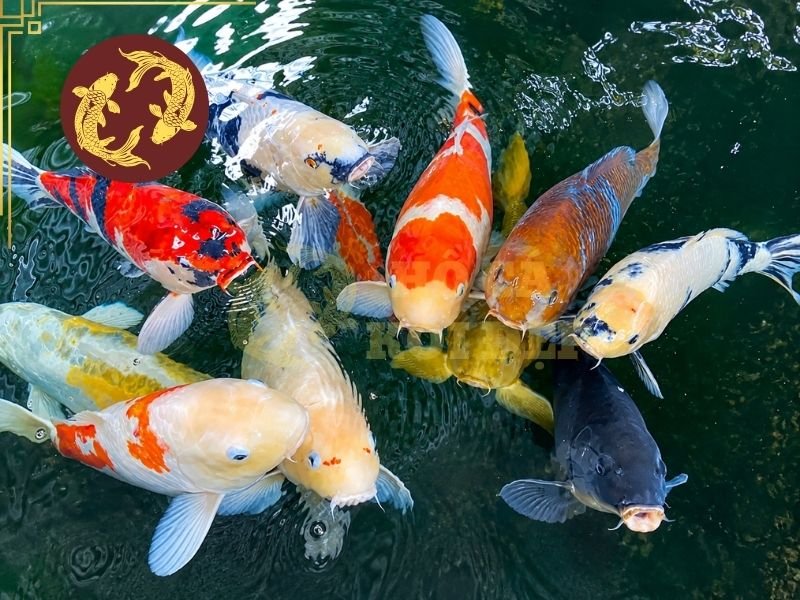 Cá Koi Bơi Nghiêng Phải Làm Sao? Nguyên Nhân Và Cách Khắc Phục 2 Thức ăn khó tiêu có thể khiến đường ruột bị căng và ảnh hưởng đến khả năng giữ thăng bằng của cá.