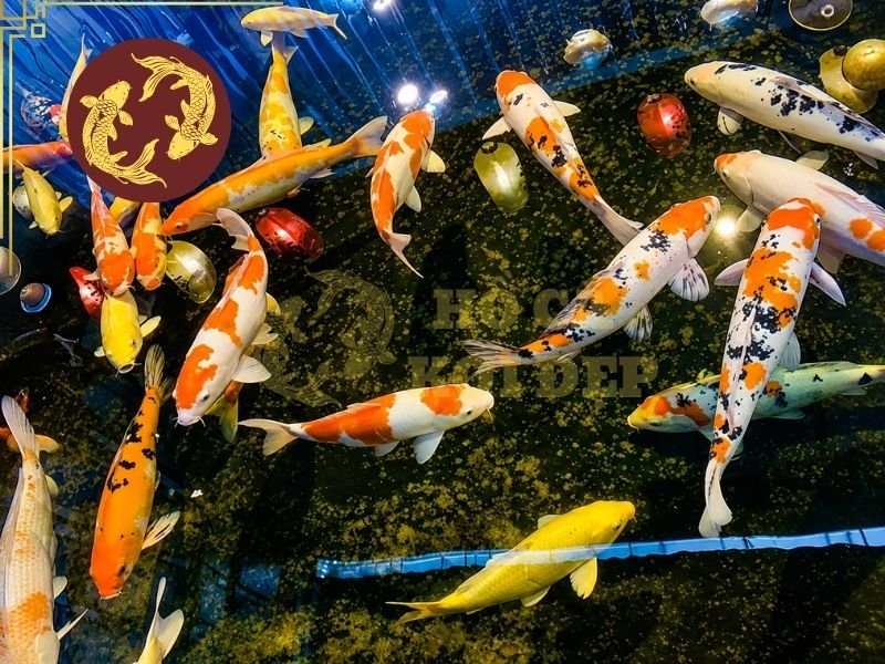 Cá Koi Bơi Nghiêng Phải Làm Sao? Nguyên Nhân Và Cách Khắc Phục 3 Chú ý dấu hiệu và thời gian để lên phương án phù hợp