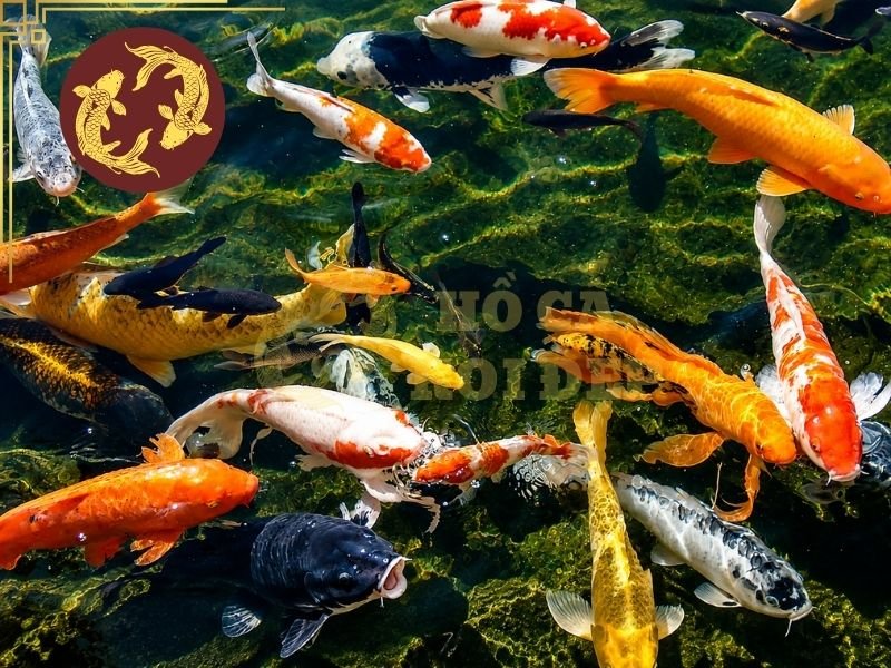 Cá Koi Bơi Nghiêng Phải Làm Sao? Nguyên Nhân Và Cách Khắc Phục 4 Có thể cách ly để dễ dàng quan sát các dấu hiệu bất thường
