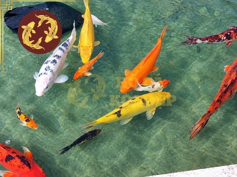 Bật Mí Cách Làm Trong Nước Hồ Koi Nhanh Nhất, An Toàn Cho Cá 1 Lượng chất thải vượt quá khả năng xử lý của hệ thống lọc sẽ khiến nước nhanh chóng xuống màu.