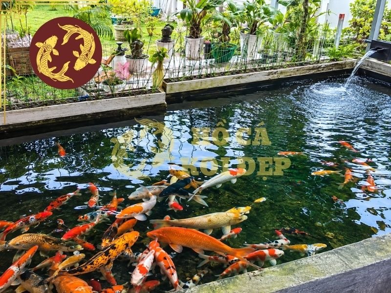 Bật Mí Cách Làm Trong Nước Hồ Koi Nhanh Nhất, An Toàn Cho Cá 5 Thay nước quá nhiều hoặc quá thường xuyên có thể làm môi trường thay đổi đột ngột, gây stress cho cá koi.