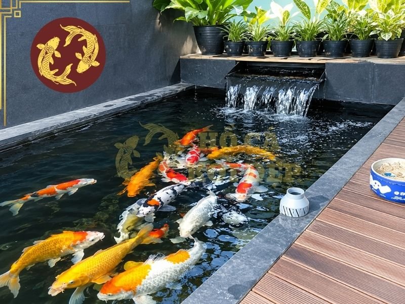 Cách Setup Hồ Koi Mới Từ A-Z Cho Người Mới Bắt Đầu 1 Tùy vào không gian thực tế, gia chủ có thể lựa chọn hồ Koi sân vườn, hồ Koi trước nhà, hồ Koi bên hông nhà hoặc hồ Koi kết hợp tiểu cảnh.