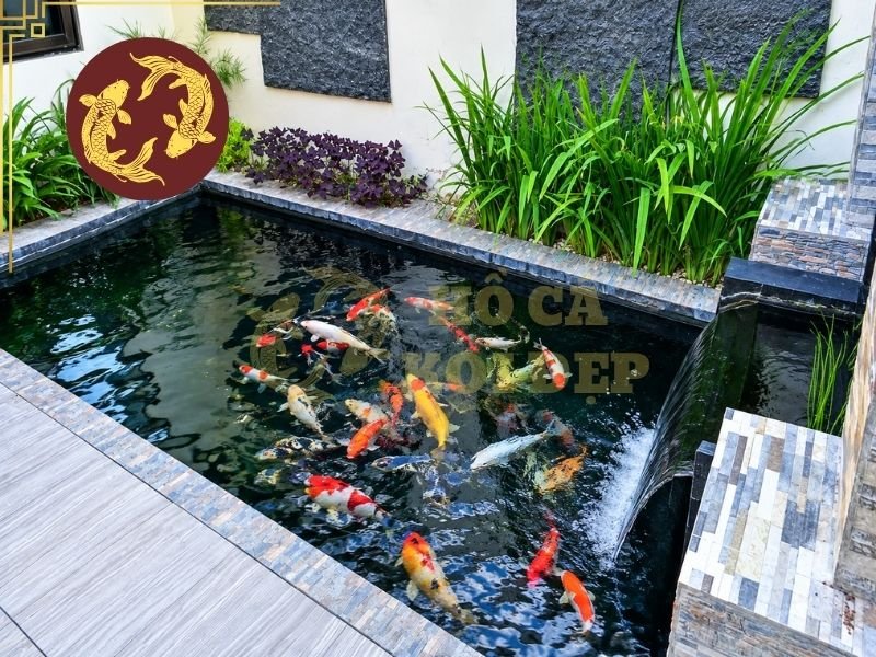 Cách Setup Hồ Koi Mới Từ A-Z Cho Người Mới Bắt Đầu 2 Trong quy trình làm hồ koi, thiết kế hồ cần được thực hiện đồng bộ với hệ thống lọc.