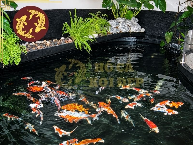 Cách Setup Hồ Koi Mới Từ A-Z Cho Người Mới Bắt Đầu 7 Sau khi hệ thống lọc vận hành ổn định, gia chủ có thể bổ sung chế phẩm vi sinh chuyên dụng để hỗ trợ hình thành hệ vi sinh có lợi.