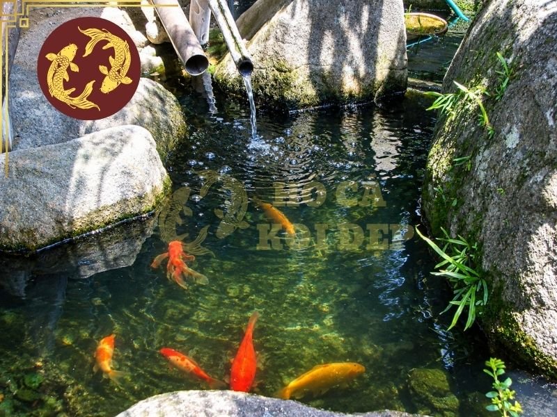 Cách Setup Hồ Koi Mới Từ A-Z Cho Người Mới Bắt Đầu 9 Lưu ý một số sai lầm cần tránh
