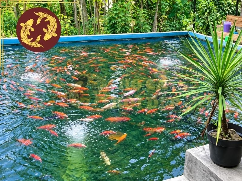 Cải Tạo Hồ Cá Koi Cũ: Những Dấu Hiệu Cho Thấy Hồ Cần Nâng Cấp 6 Hệ thống lọc và máy bơm cũng cần được đánh giá để đảm bảo phù hợp với thiết kế sau cải tạo.