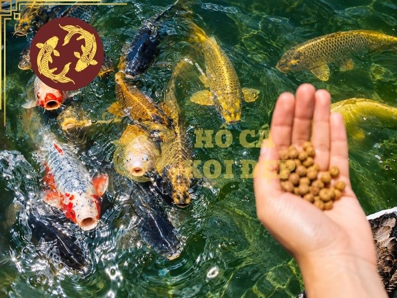 Cám Koi Nội Địa Và Nhập Khẩu: Phân Loại, Ưu Nhược Điểm Và Cách Chọn 5 Người chơi cần lưu ý một số điểm đặc trưng giữa hai loại cám để lựa chọn cho phù hợp