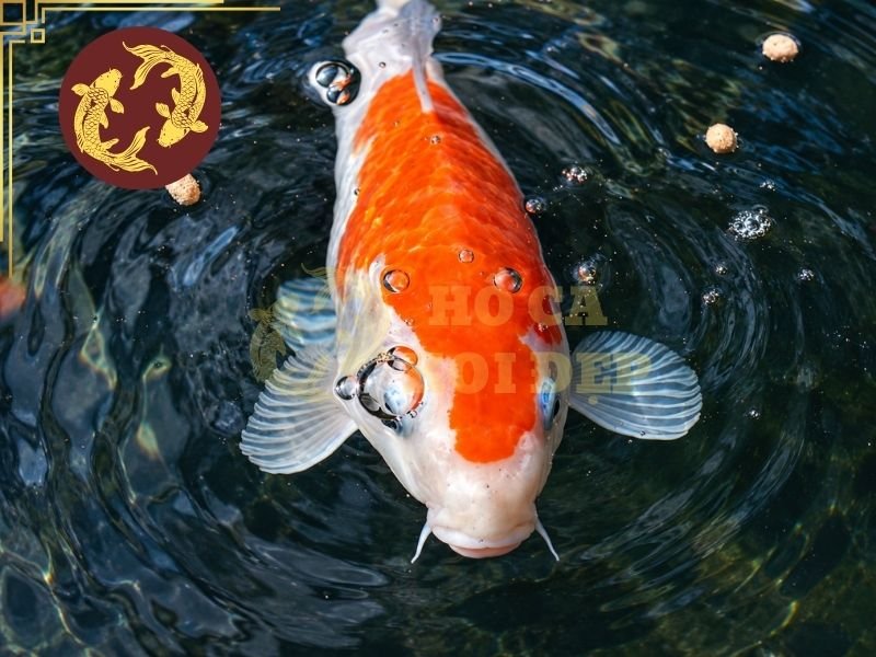 Cám Koi Nội Địa Và Nhập Khẩu: Phân Loại, Ưu Nhược Điểm Và Cách Chọn 8 Nên cho cá ăn lượng vừa đủ, quan sát tốc độ tiêu thụ và điều chỉnh khẩu phần theo tình trạng thực tế.