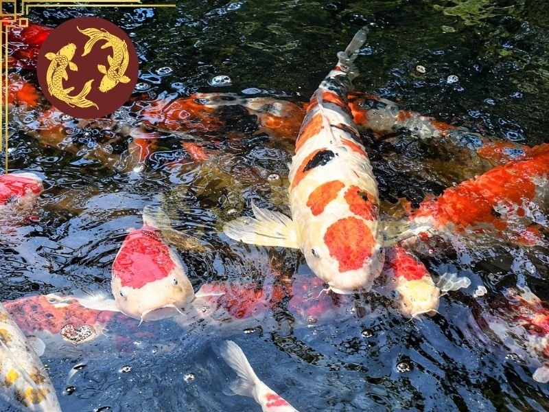 Hướng Dẫn Châm Vi Sinh Cho Hồ Koi Hiệu Quả 7 Những lưu ý quan trọng trong quá trình châm vi sinh cho hồ koi