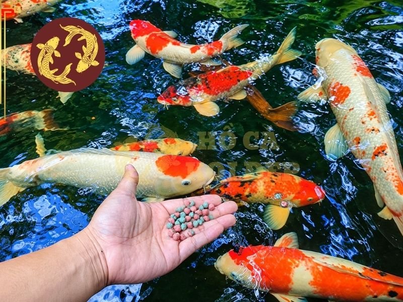 Cách Cho Cá Koi Ăn Mùa Lạnh Để Duy Trì Sức Khỏe Và Thể Trạng 1 Khi nước lạnh dần, Koi thường bơi chậm hơn, giảm mức độ hoạt động và ăn ít hơn so với thời điểm nước ấm.