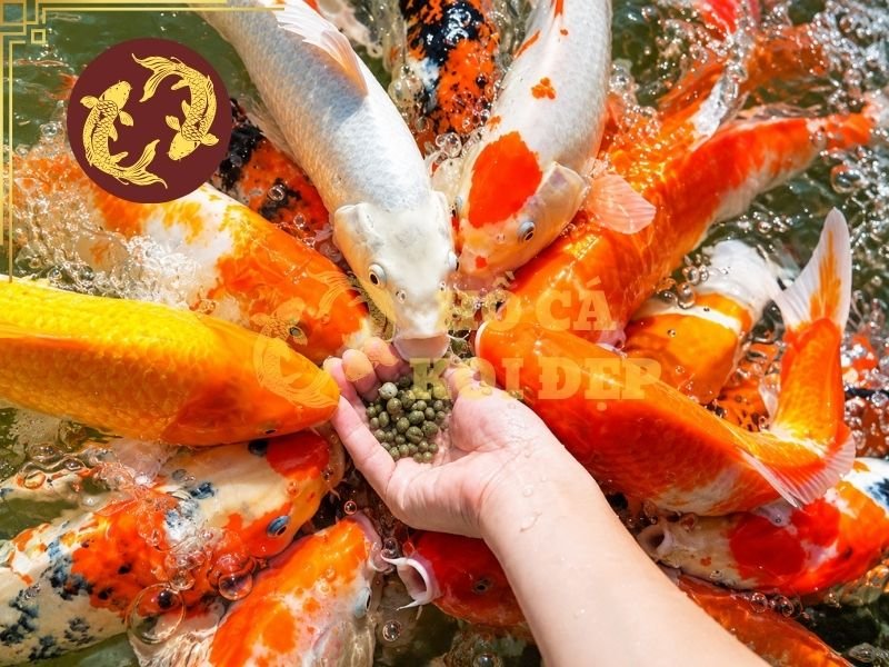 Cách Cho Cá Koi Ăn Mùa Lạnh Để Duy Trì Sức Khỏe Và Thể Trạng 5 Một số dấu hiệu cho thấy cần thay đổi chế độ ăn mùa lạnh cho cá koi