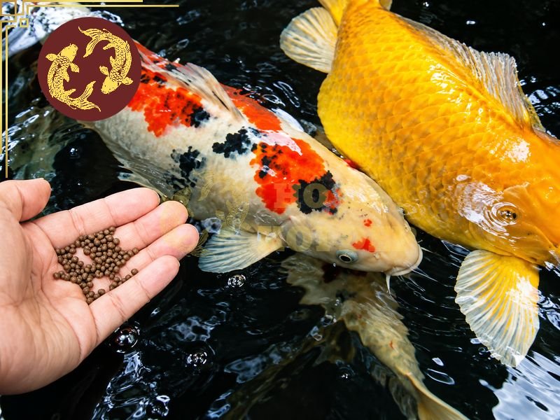 Cách Cho Cá Koi Ăn Mùa Lạnh Để Duy Trì Sức Khỏe Và Thể Trạng 6 Một số lưu ý khi cho ăn