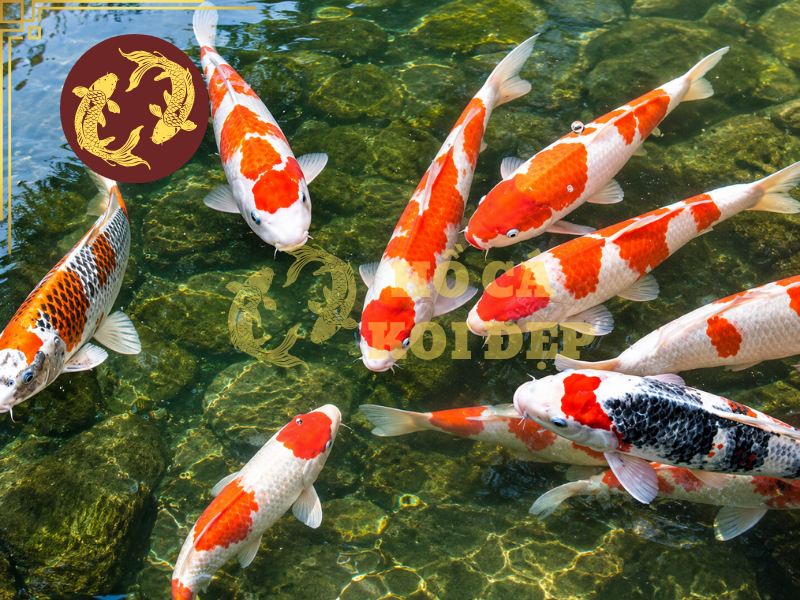 Combo Thiết Bị Hồ Cá Koi Trọn Bộ Giúp Nước Trong, Cá Khỏe 5 Việc lựa chọn trọn bộ hồ koi hay mua từng thiết bị phụ thuộc vào kinh nghiệm, ngân sách và yêu cầu thực tế.