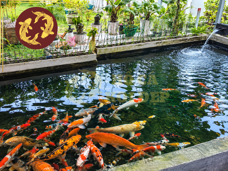 Combo Thiết Bị Hồ Cá Koi Trọn Bộ Giúp Nước Trong, Cá Khỏe 6 Sau khi lắp đặt Combo Thiết Bị Hồ Cá Koi, cần kiểm tra dòng nước giữa các ngăn lọc, khả năng hút đáy, hút mặt và tình trạng hoạt động của máy bơm.