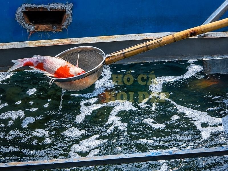 Cách Cứu Cá Koi Sắp Chết: Những Việc Cần Làm Ngay 1 Tình trạng koi thoi thóp thường đi kèm với việc cá phản ứng rất yếu, bơi chậm hoặc gần như không di chuyển.