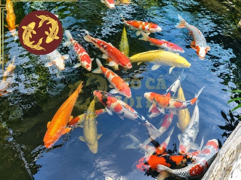 Nhận Biết Dấu Hiệu Cá Koi Khỏe Mạnh Qua Các Đặc Điểm Quan Trọng 1 Việc nắm được dấu hiệu cá koi khỏe mạnh giúp người nuôi dễ dàng theo dõi tình trạng cá mỗi ngày