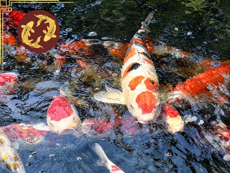 Nhận Biết Dấu Hiệu Cá Koi Khỏe Mạnh Qua Các Đặc Điểm Quan Trọng 5 Người nuôi không cần bắt cá lên kiểm tra liên tục mà có thể quan sát trực tiếp trong quá trình cho ăn và thời gian cá hoạt động bình thường.