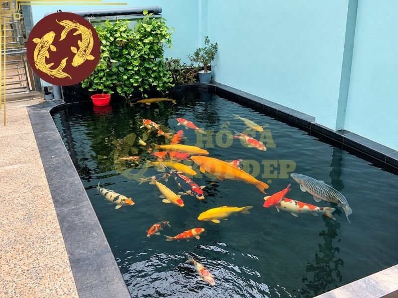 Hướng Dẫn Kiểm Tra Và Điều Chỉnh gH Nước Hồ Koi Đúng Cách 6 gH chủ yếu phản ánh hàm lượng ion canxi và magie; kH liên quan đến carbonate, bicarbonate và khả năng đệm giúp hạn chế biến động pH.