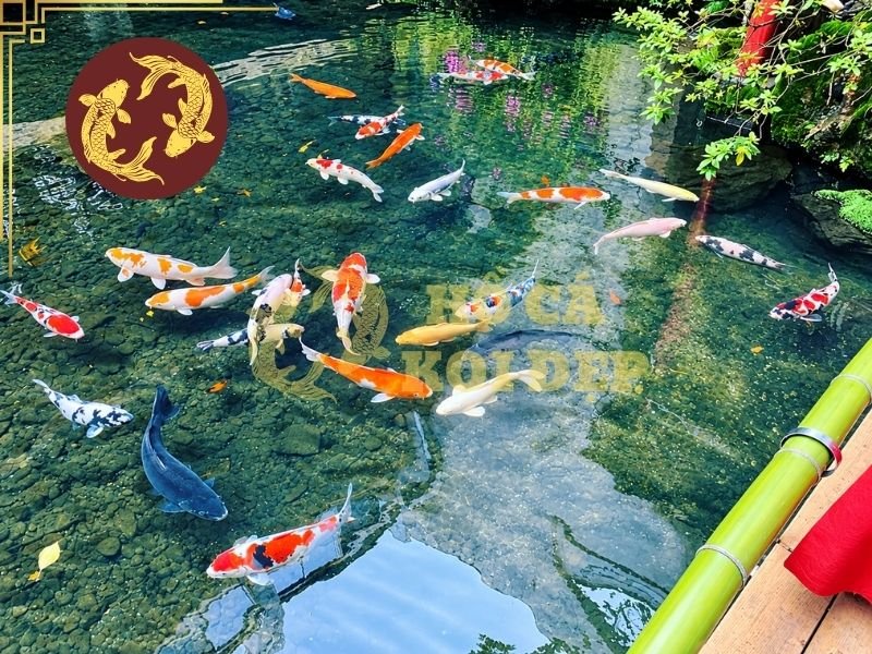 Kinh Nghiệm Kiểm Tra Hồ Cá Koi Bị Sụt Nước Và Cách Khắc Phục 5 ho ca koi bi sut nuoc 5