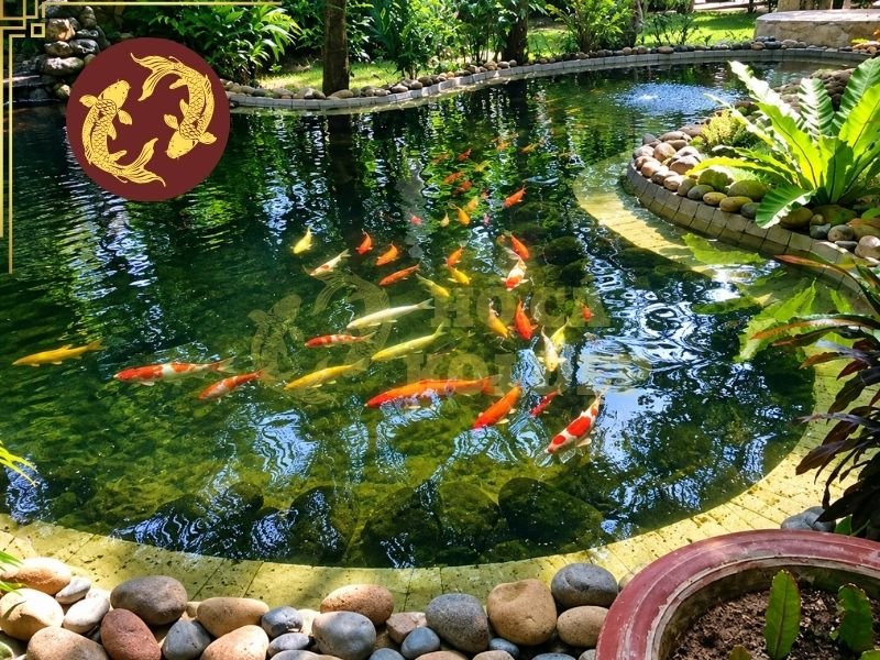 Thiết Kế Hồ Cá Koi Cho Nhà Hàng, Khách Sạn: Những Lưu Ý Quan Trọng 2 Đây là vị trí giúp hồ cá koi cho nhà hàng, khách sạn tạo ấn tượng ngay khi khách bước vào