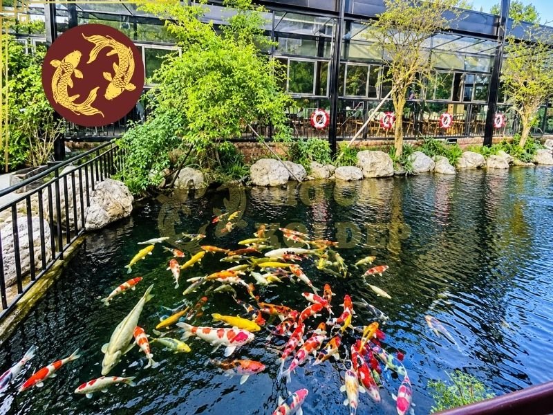Thiết Kế Hồ Cá Koi Quán Cà Phê Đẹp, Ấn Tượng Và Dễ Chăm Sóc 3 Khi kết hợp thêm cây xanh, đá và các yếu tố cảnh quan, hồ koi sẽ trở thành điểm nhấn chính, đồng thời góp phần tạo nên không gian thư giãn đặc trưng cho quán.