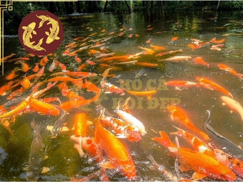 Cách Nhận Biết Hồ Koi Bị Nhiễm Phèn Và Xử Lý Đúng Cách 2 Nước có thể có màu vàng nhạt, vàng nâu hoặc nâu đỏ tùy vào thành phần trong nguồn nước.