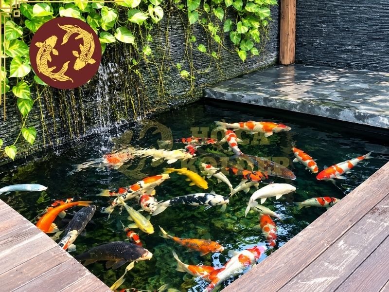 Khoáng Cho Hồ Cá Koi Có Cần Thiết Không? Những Điều Người Nuôi Nên Biết 1 Khoáng trong nước là nguồn cung cấp các nguyên tố như canxi, magie và nhiều khoáng chất khác tùy theo thành phần