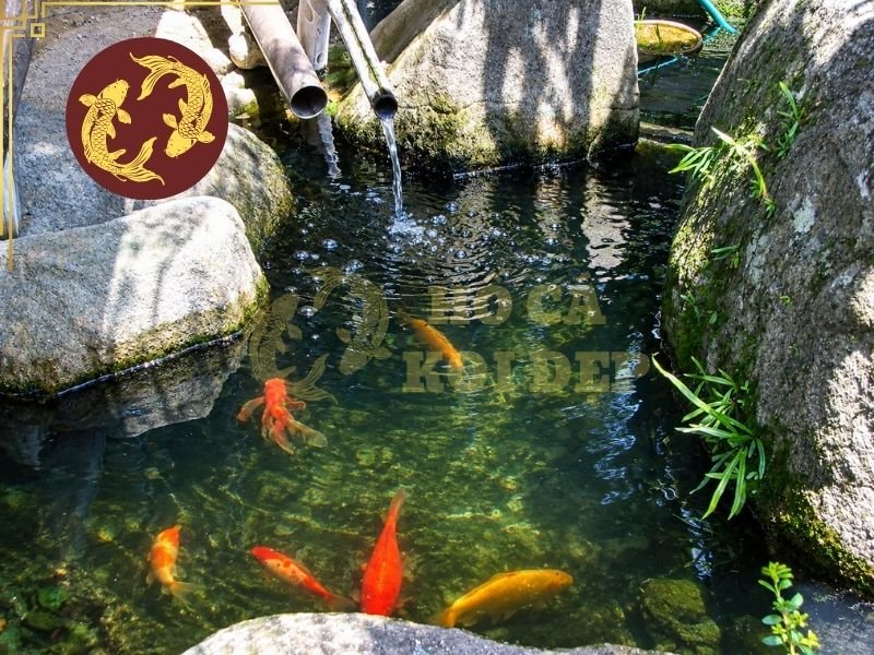 Khoáng Cho Hồ Cá Koi Có Cần Thiết Không? Những Điều Người Nuôi Nên Biết 3 Nếu kết quả cho thấy độ khoáng thấp, bổ sung khoáng koi có thể là phương án để đưa môi trường nước về trạng thái phù hợp hơn.