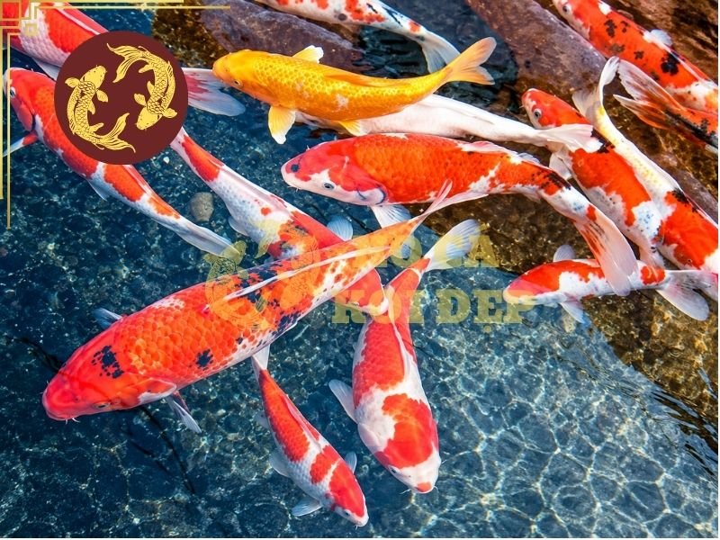 Khoáng Cho Hồ Cá Koi Có Cần Thiết Không? Những Điều Người Nuôi Nên Biết 5 Cần chú ý dung tích hồ, hướng dẫn sử dụng để có liều lượng khoáng cho hồ cá koi